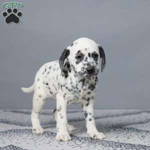 Lori, Dalmatian Puppy